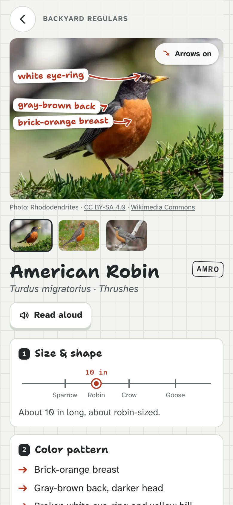 A bird’s page with arrows on the photo pointing at its field marks
