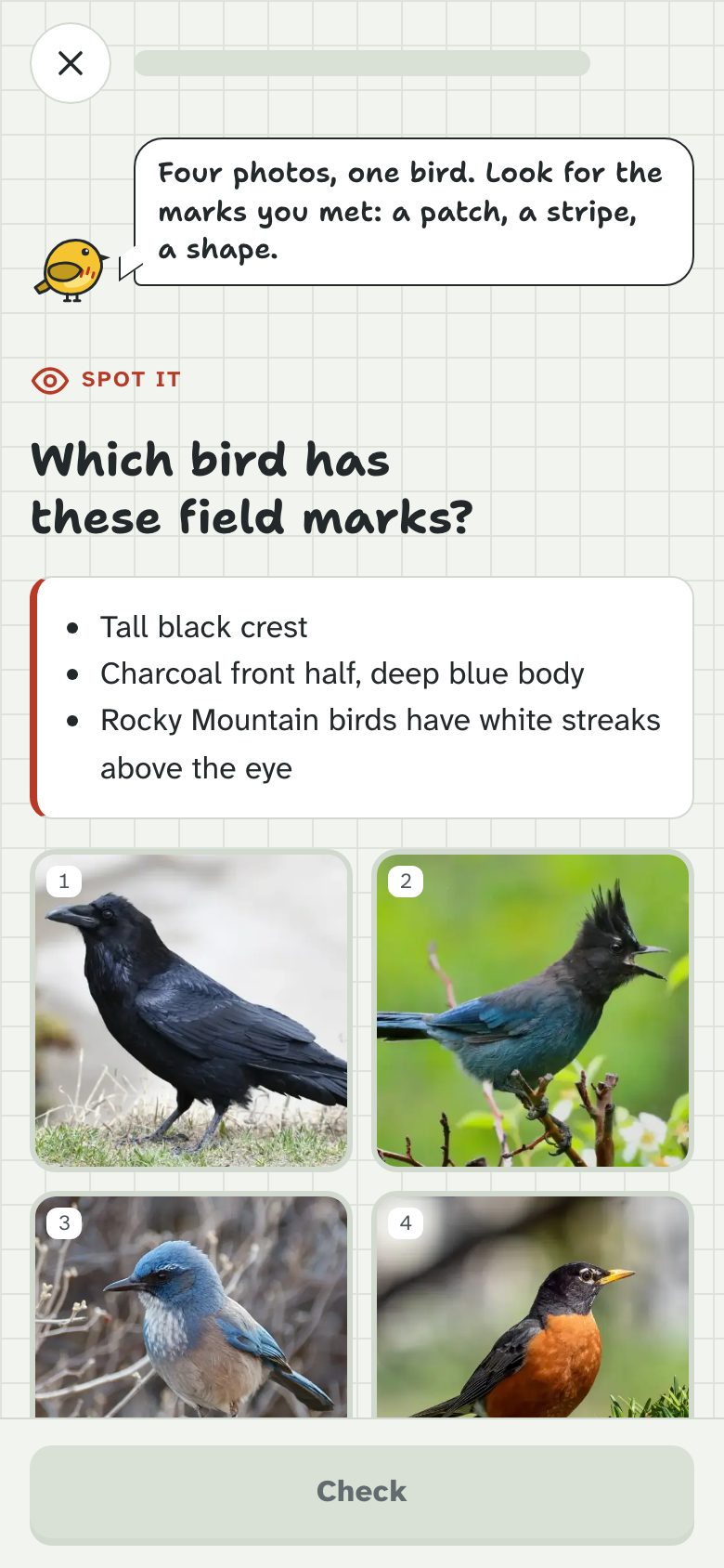 A Spot it question in a practice drill: name the bird from its photos or field marks